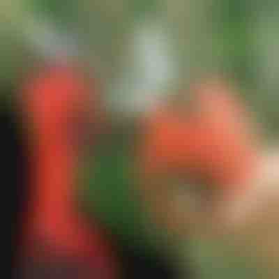 Tesoura eléctrica | WHIZZPRUNER