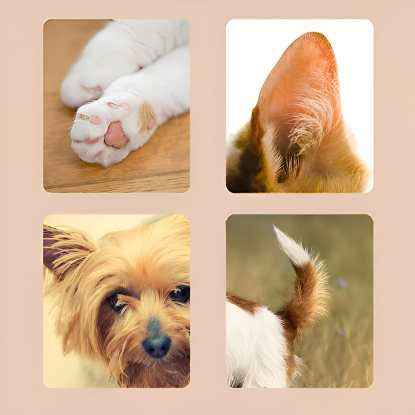 PAWTRIMI
